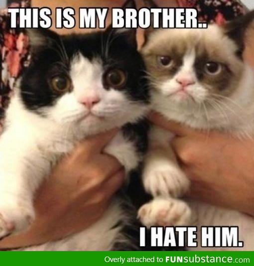 Grumpy Cat's brother