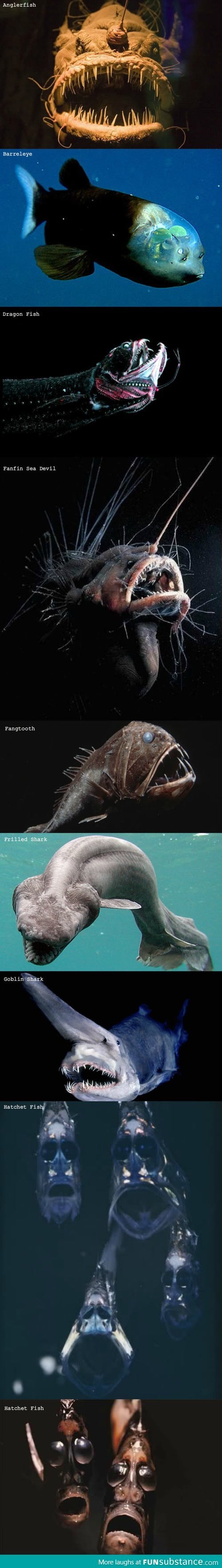 Strange creatures of the sea
