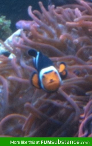 I found Hitler reincarnated as a fish!