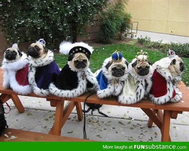 Livin' the pug life