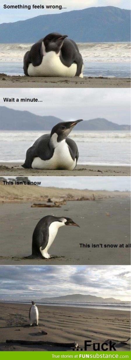 Penguin is lost
