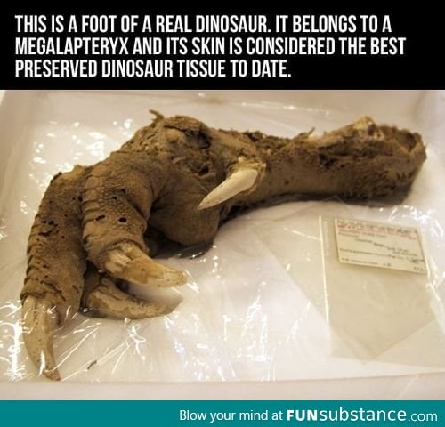 Preserved Megalapteryx Foot