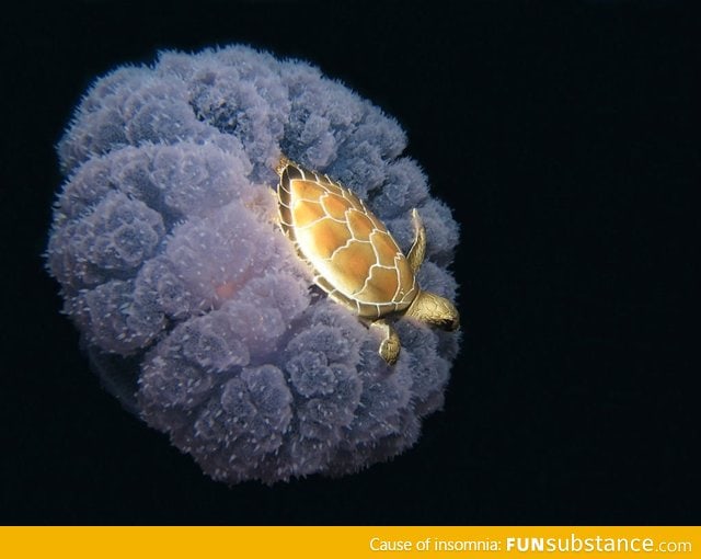 Just a turtle riding a jellyfish