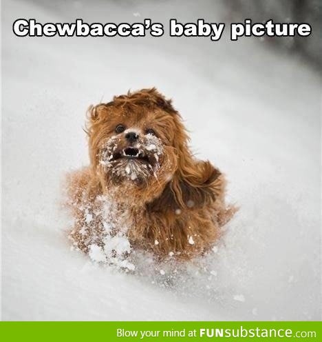 Chewbacca's baby picture