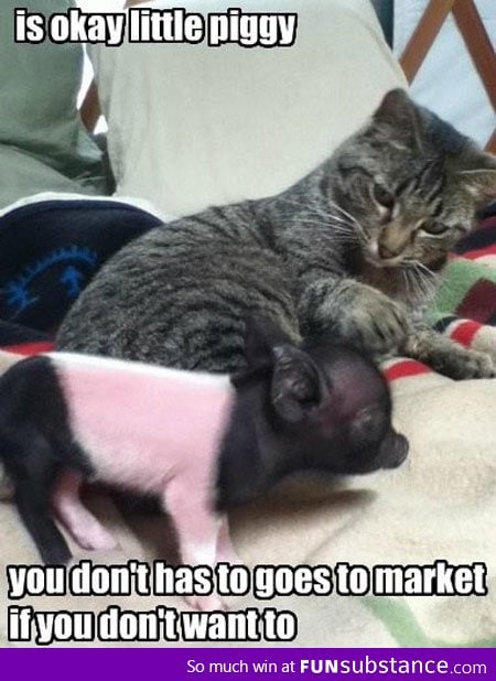 It's okay piggy