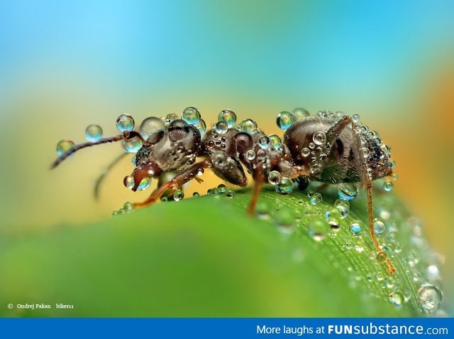 An ant in the morning dew