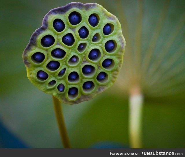 A Lotus seed pod