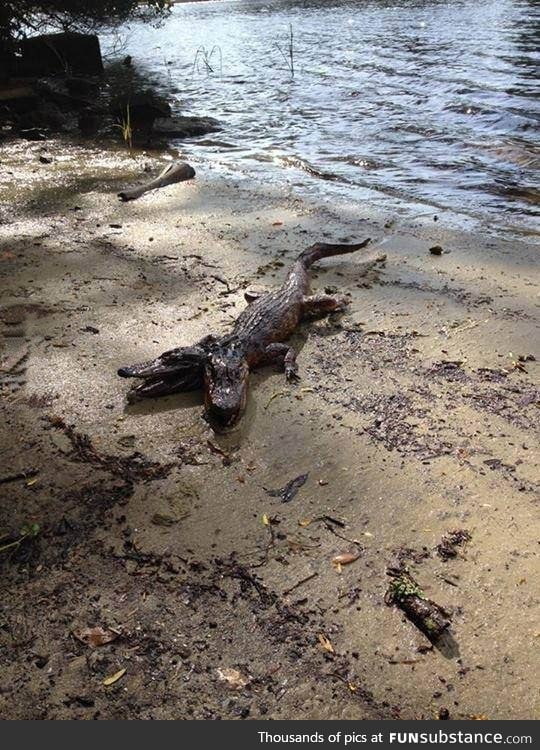 So a two headed crocodile was found in Florida
