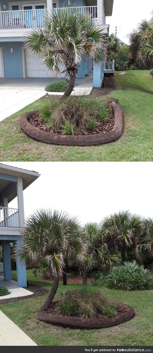 The way this palm tree fell and continued to grow