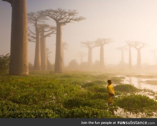 Colossal baobab trees