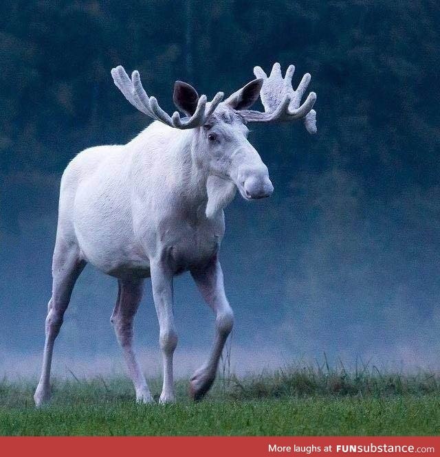 White moose, majestic as f**k