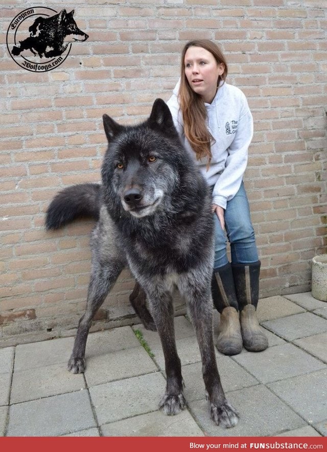 Wolf hybrid