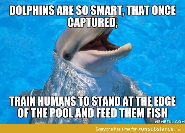 Dolphins are so smart