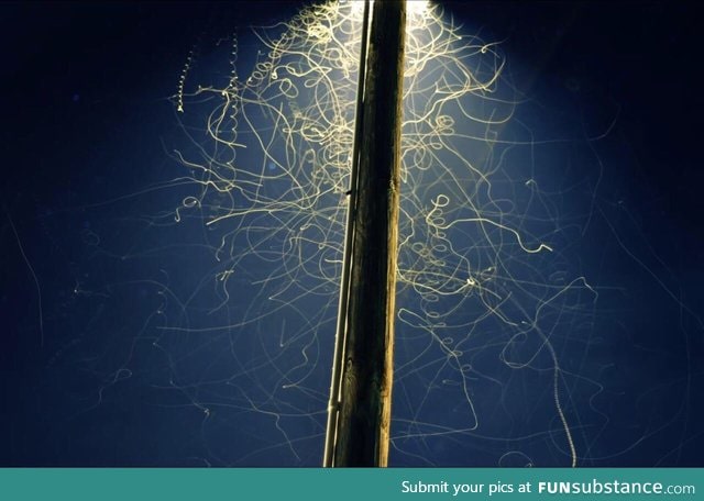 Long exposure of bugs under a streetlamp