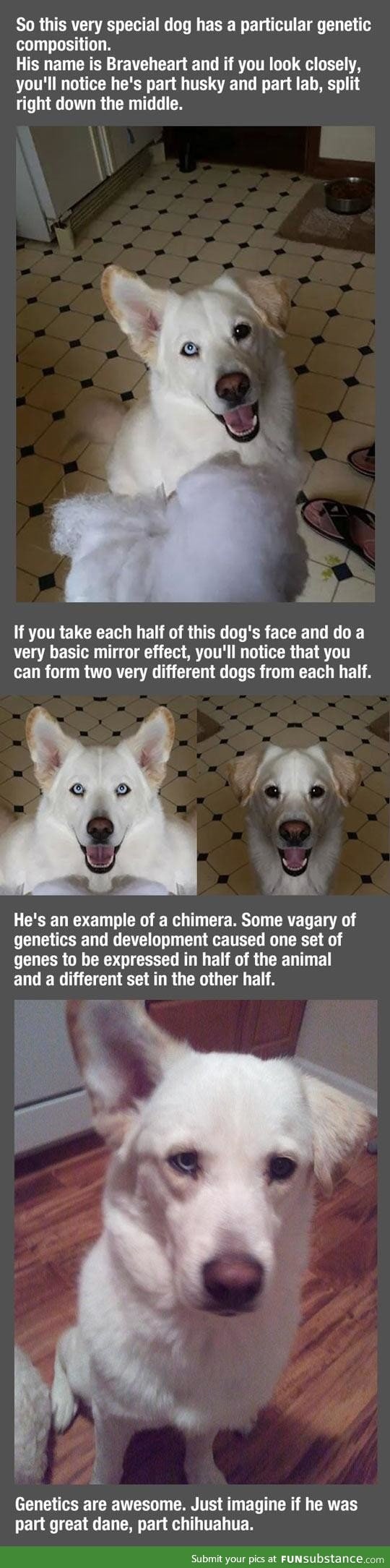 Genetics are awesome