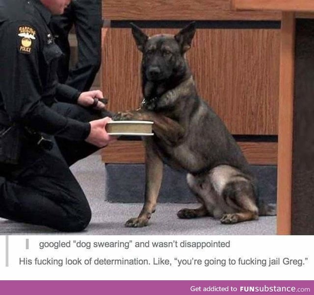 Dog swearing