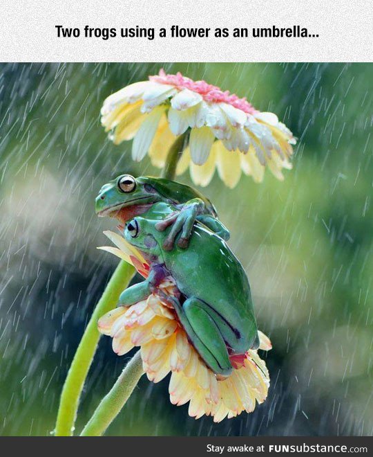 Natural umbrella
