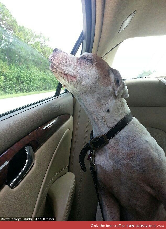 Old dog enjoying his last car trip, before being put down