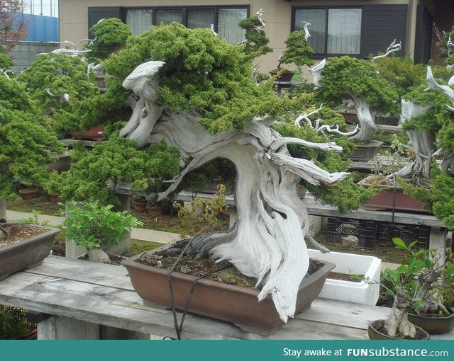 What does a 150 year old Bonsai look like?