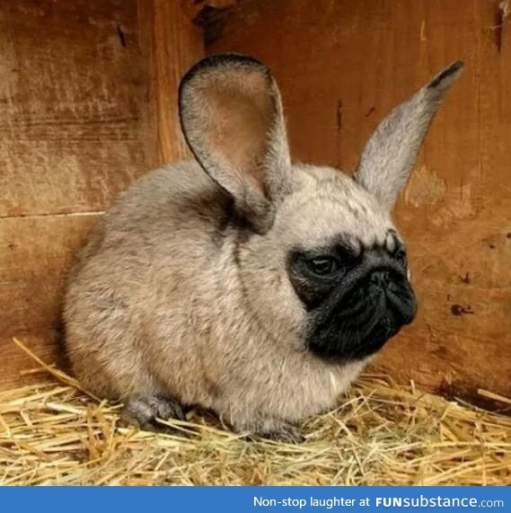 Ladies and gentlemen, I give you Pugs Bunny