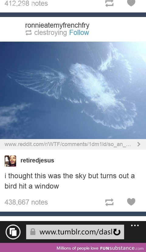 Birds