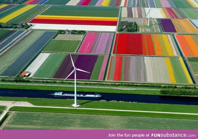 An aerial view of a Dutch Tulip farm, truly sublime