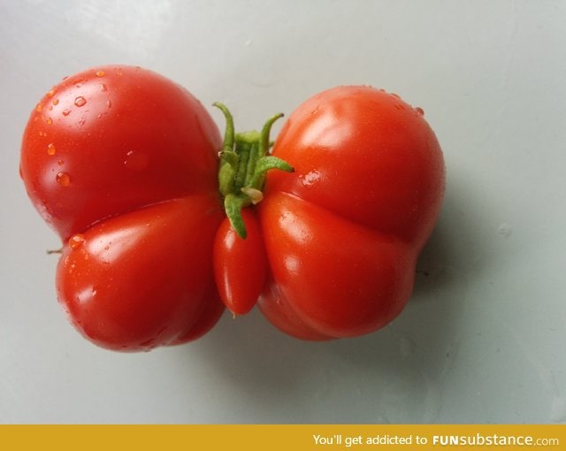 This tomato is shaped like a butterfly