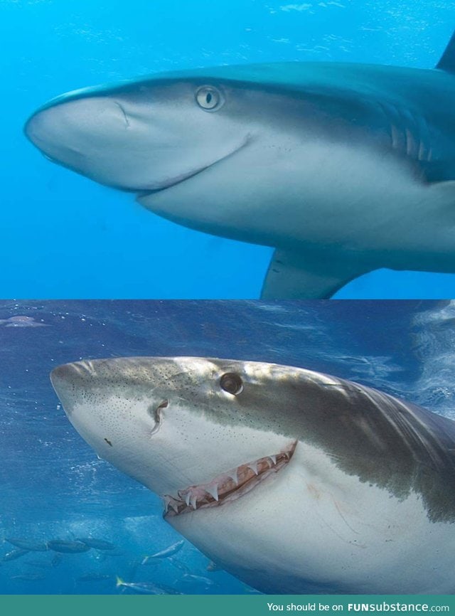 Not all sharks are assholes