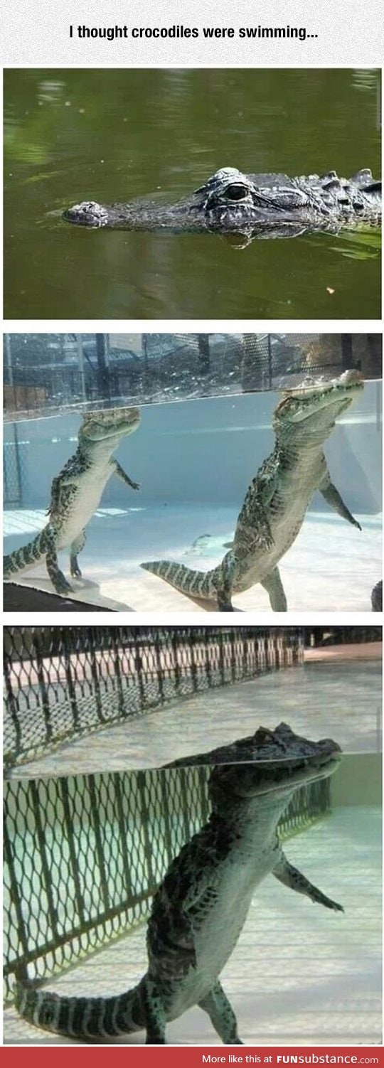So crocodiles don't float?
