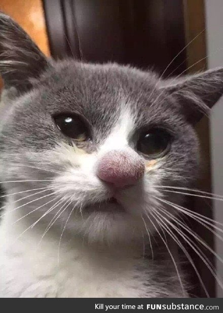 Cat's nose after losing a battle with a bee