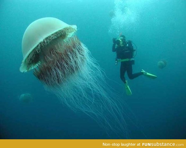 The Lion's Mane Jellyfish, the largest jellyfish in the world