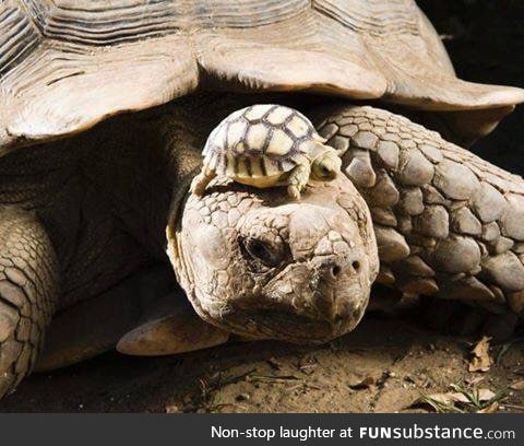 A 140-year-old tortoise wearing her 5-day-old son as a hat