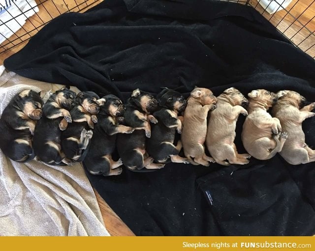 Puppy printer ran out of ink