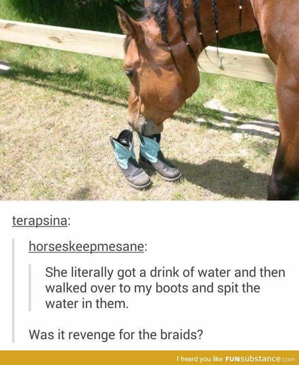 Dammit horse
