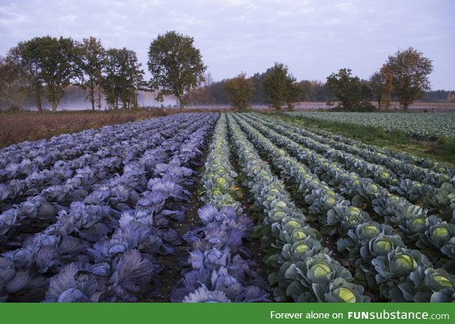 Cabbage field