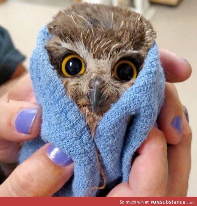 Baby owl after a bath
