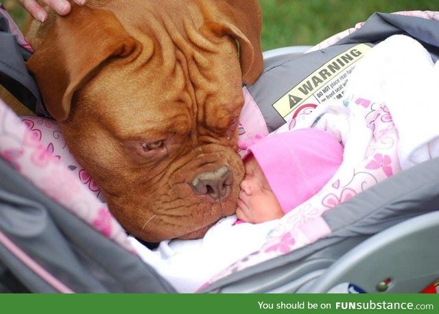 Dog meets baby for the first time