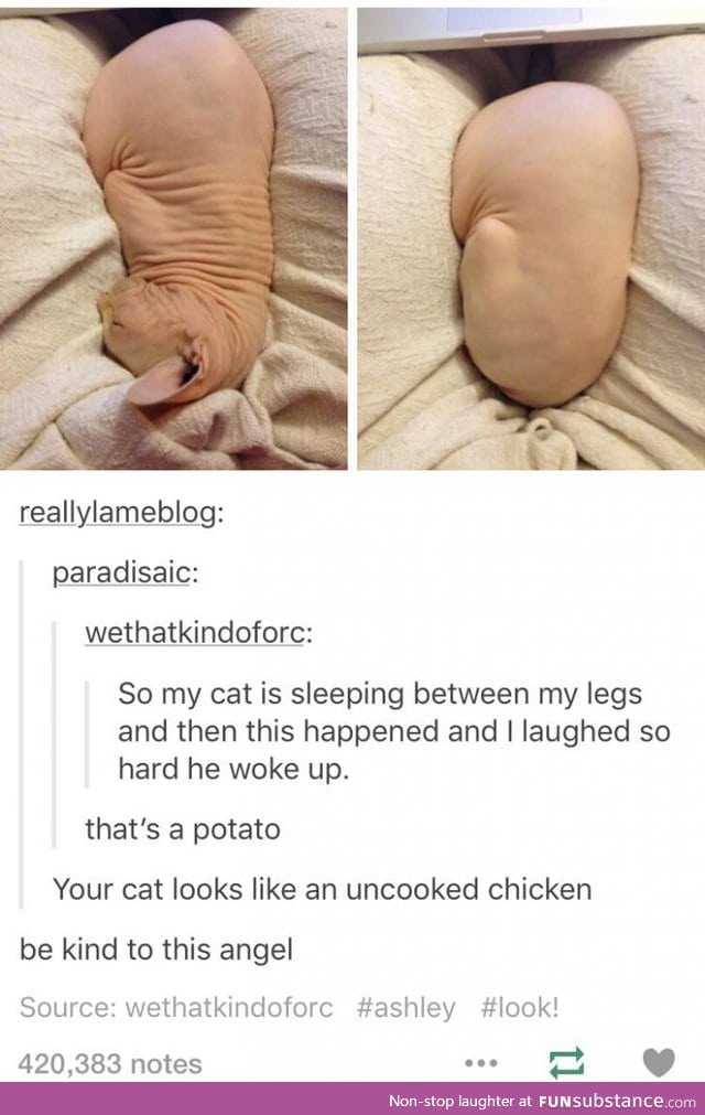 Cat potato