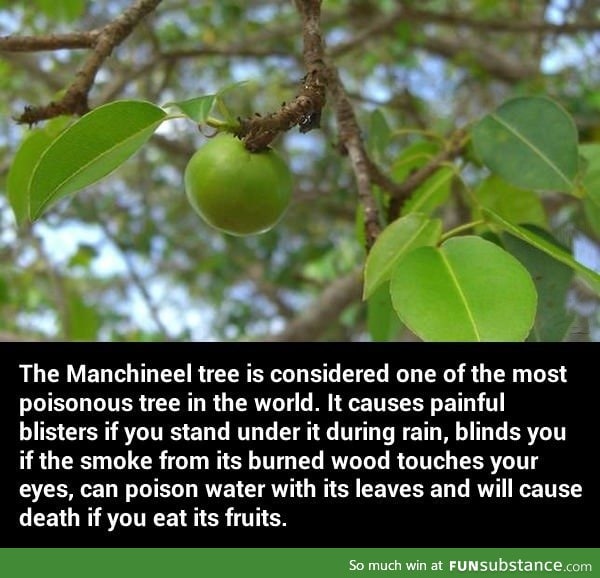 The most poisonous tree in the world