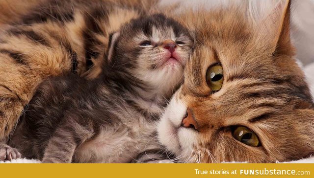 Mama and kitten.