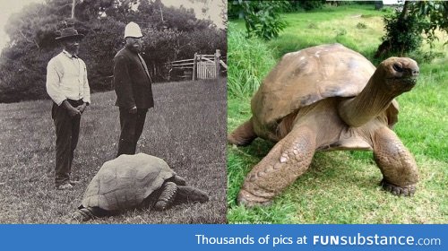 Johnathon the turtle in 1900 and in 2015