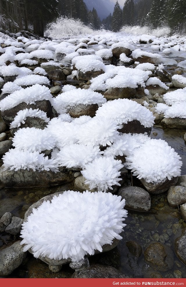Ice blossoms