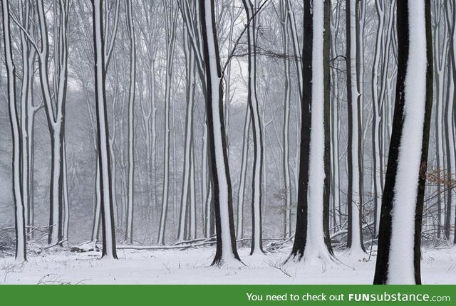 Snow striped forest is awesome