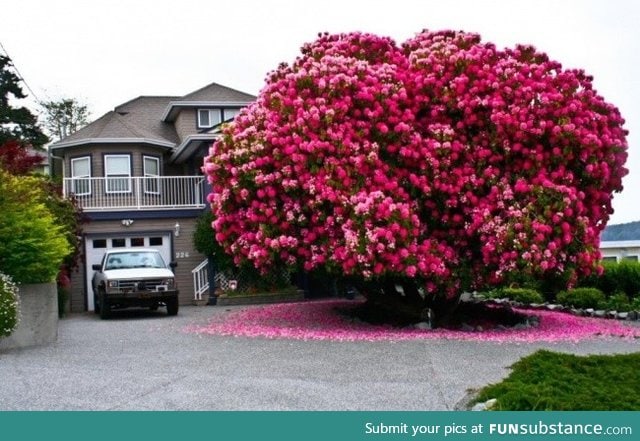 125 year old rhododendron tree