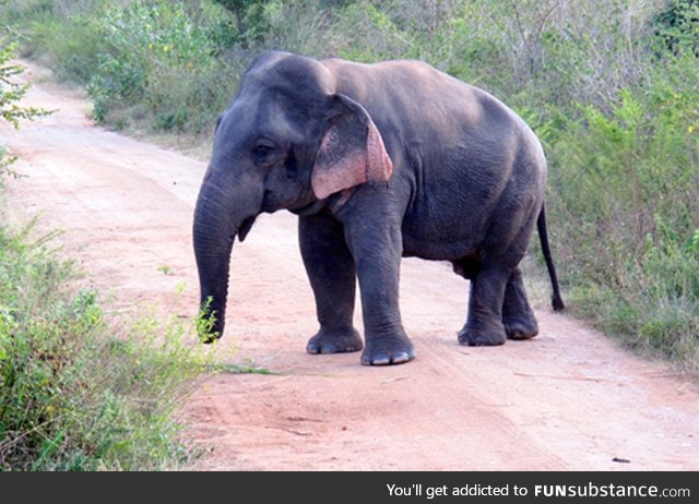 Elephant with dwarfism, about 5ft tall and fully grown