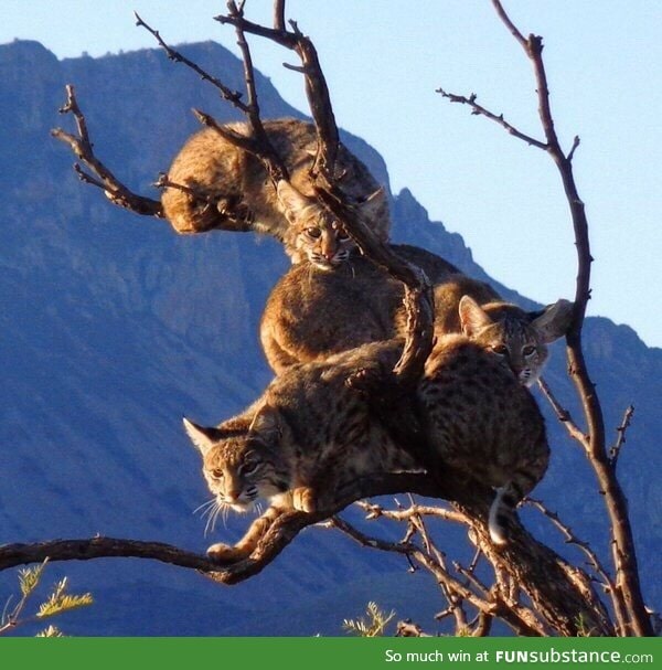 Bobcats in a tree in Big Bend national park