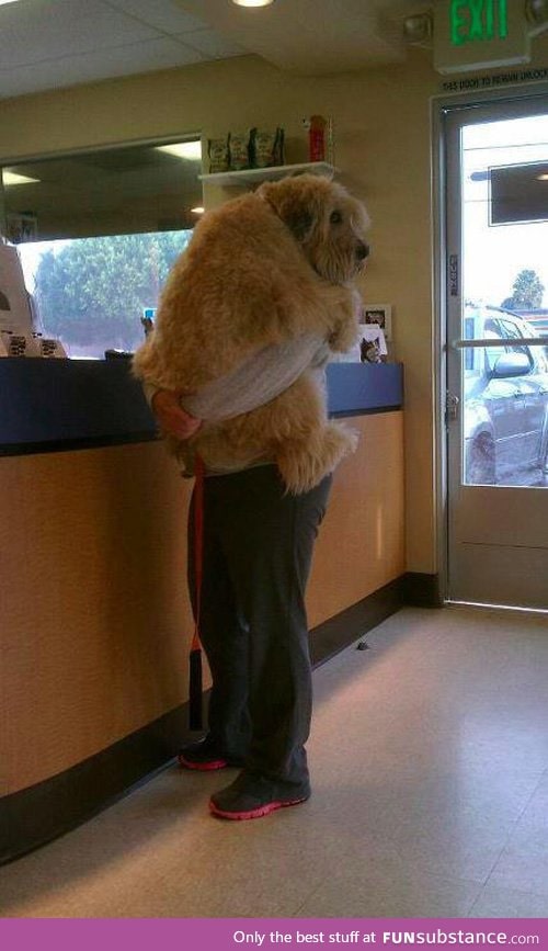 "I told you I didn't want to go to the vet"
