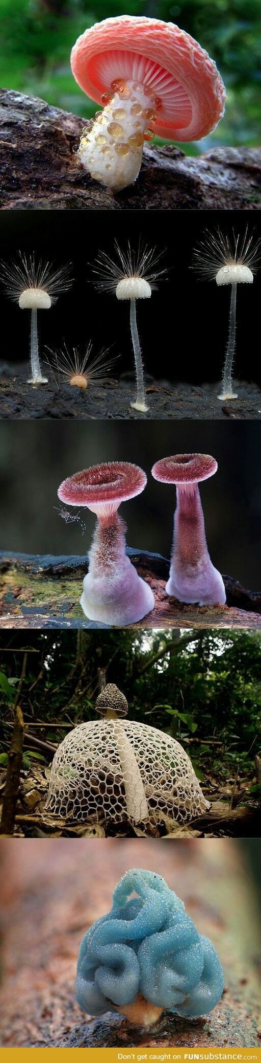 Behold these beautiful mushrooms