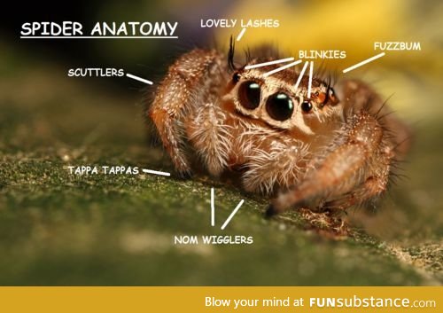 Spider Anatomy