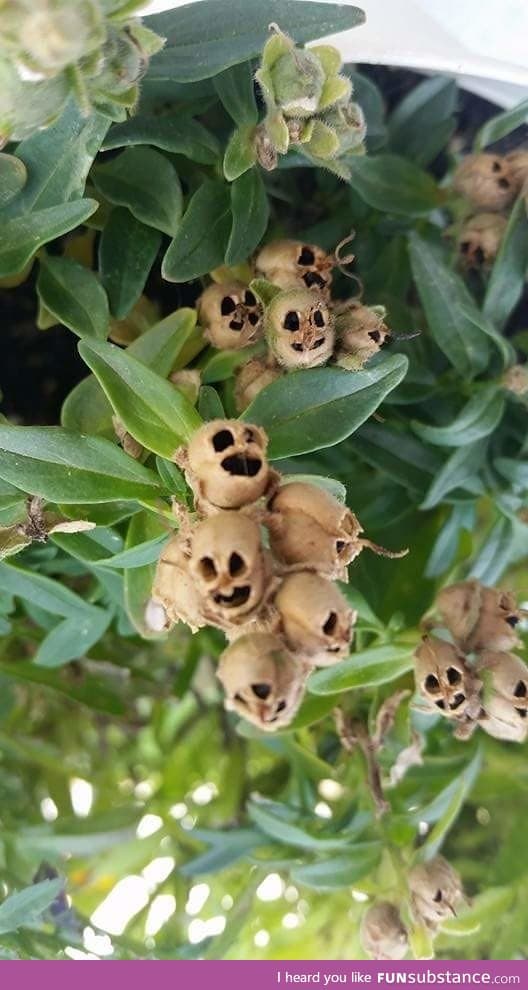 Dead snapdragon flowers look like weird skulls